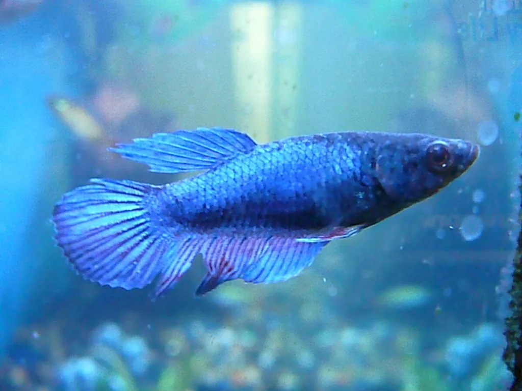 A vibrant Betta fish in a beautifully maintained aquarium