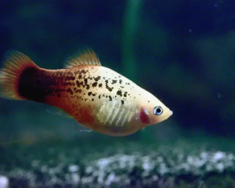 Brightly colored platy fish swimming in an aquarium