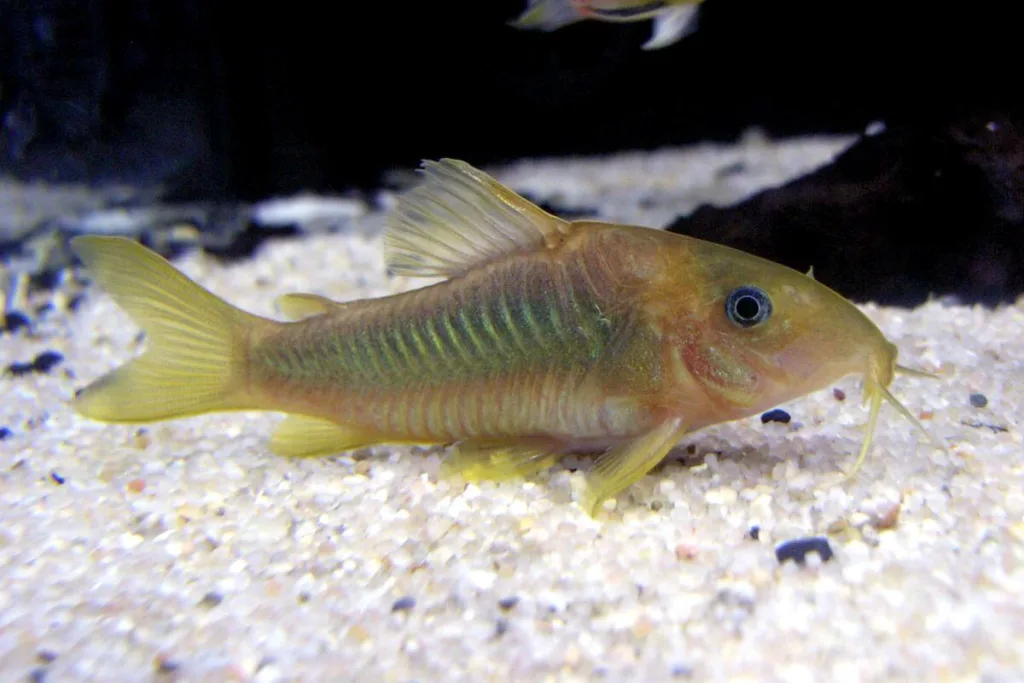 Corydoras catfish scavenging at the bottom of an aquarium, known for their cleaning abilities