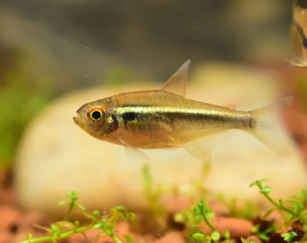 neon tetras fish swimming in an aquarium
