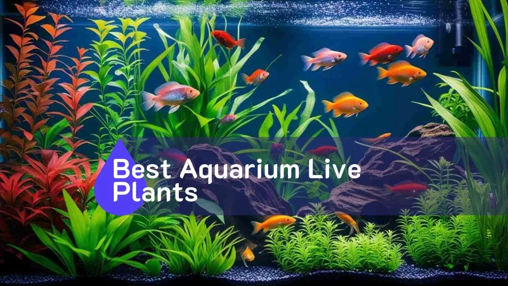 Best Aquarium Live Plants