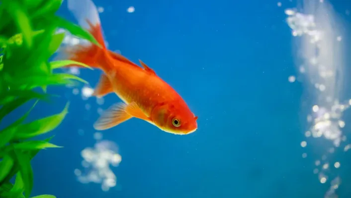 fish with inflamed gills in aquarium
