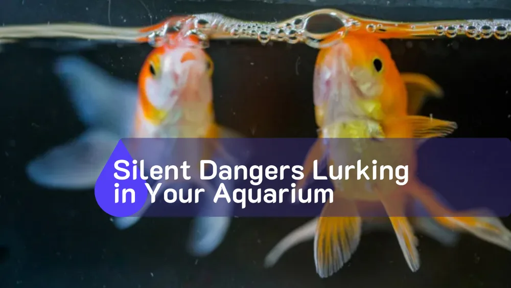 Silent Dangers Lurking in Your Aquarium