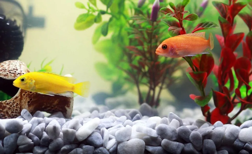 acquario con piante vive