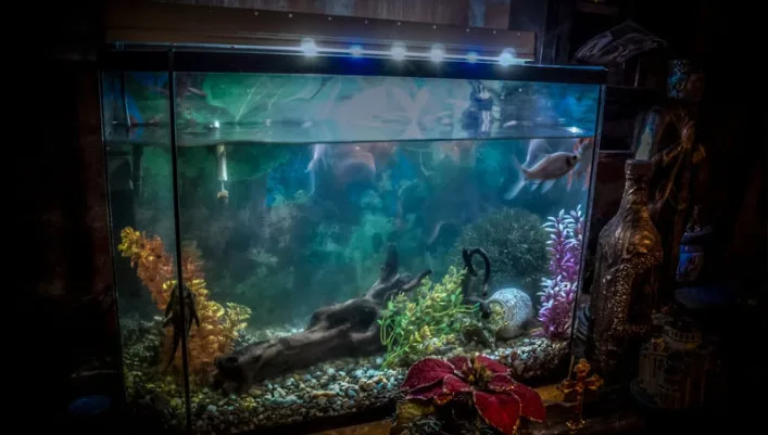 cleaned out aquarium