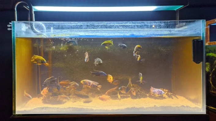 cloudy aquarium water
