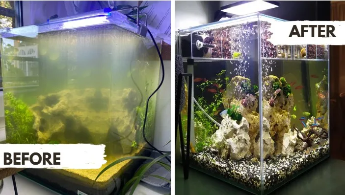 before and after image of fixed aquarium water cloudiness