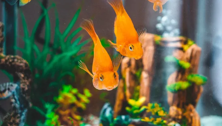 two orange coloured fish in an aquarium