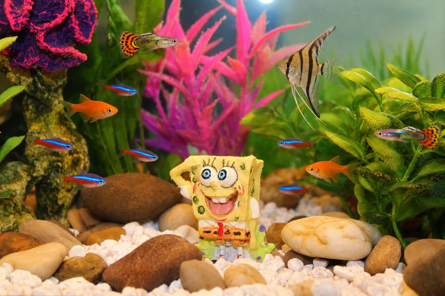 Aquarium Decoration