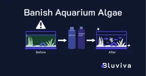 Banish Aquarium Algae: A Pro Guide to Seachem Flourish Excel & 2Hr Aquarist APT Fix
