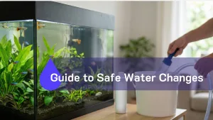 Stop The Stress: The Budget-Friendly Guide to Safe Water Changes