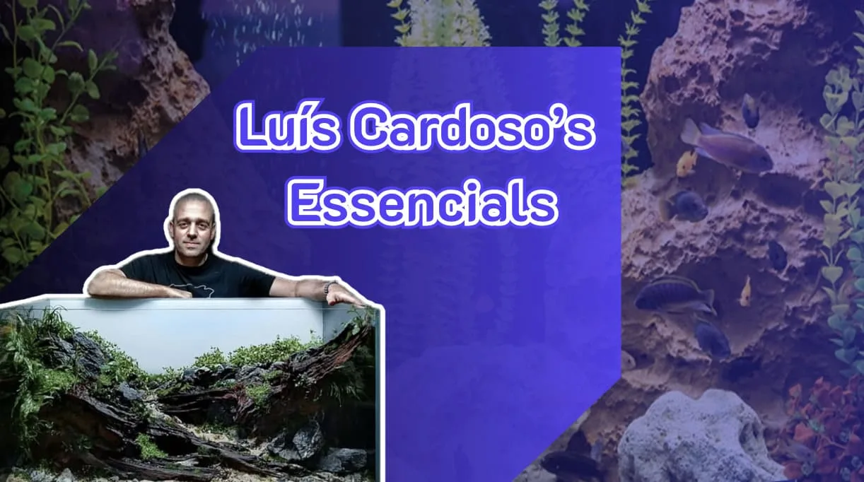 Luís Cardoso’s Essencials