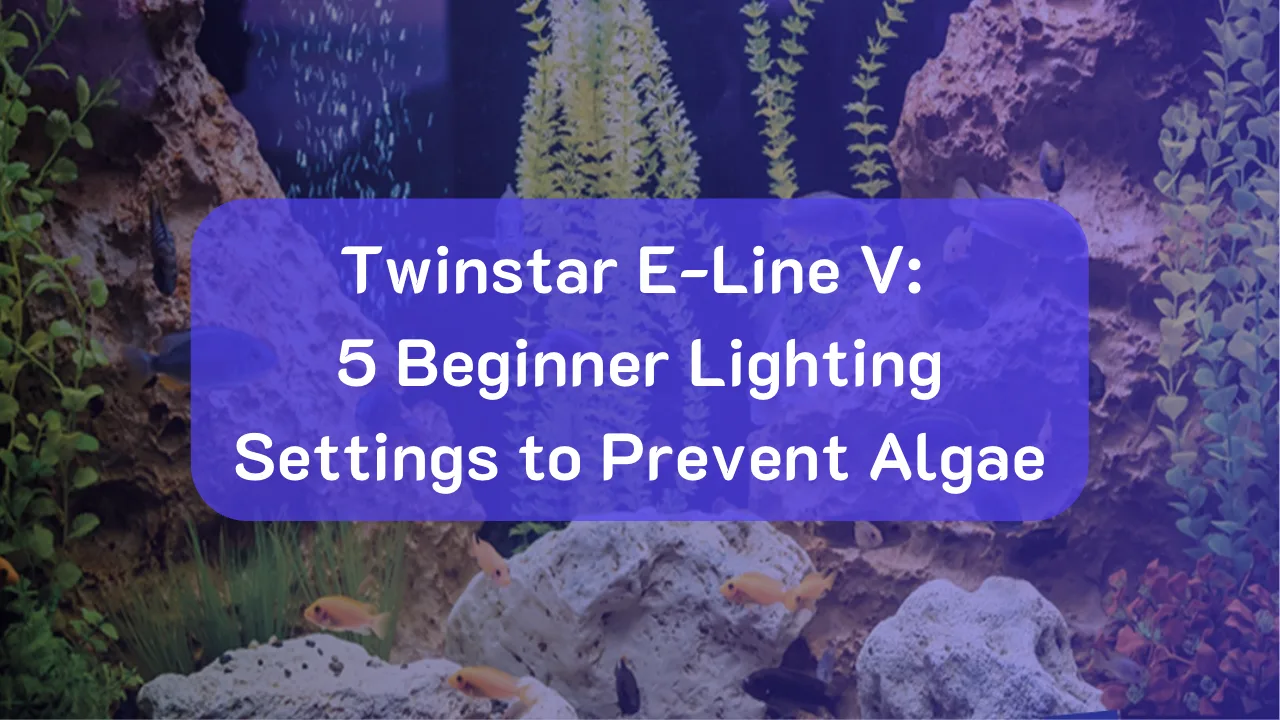 Twinstar E-Line V: 5 Beginner Lighting Settings to Prevent Algae