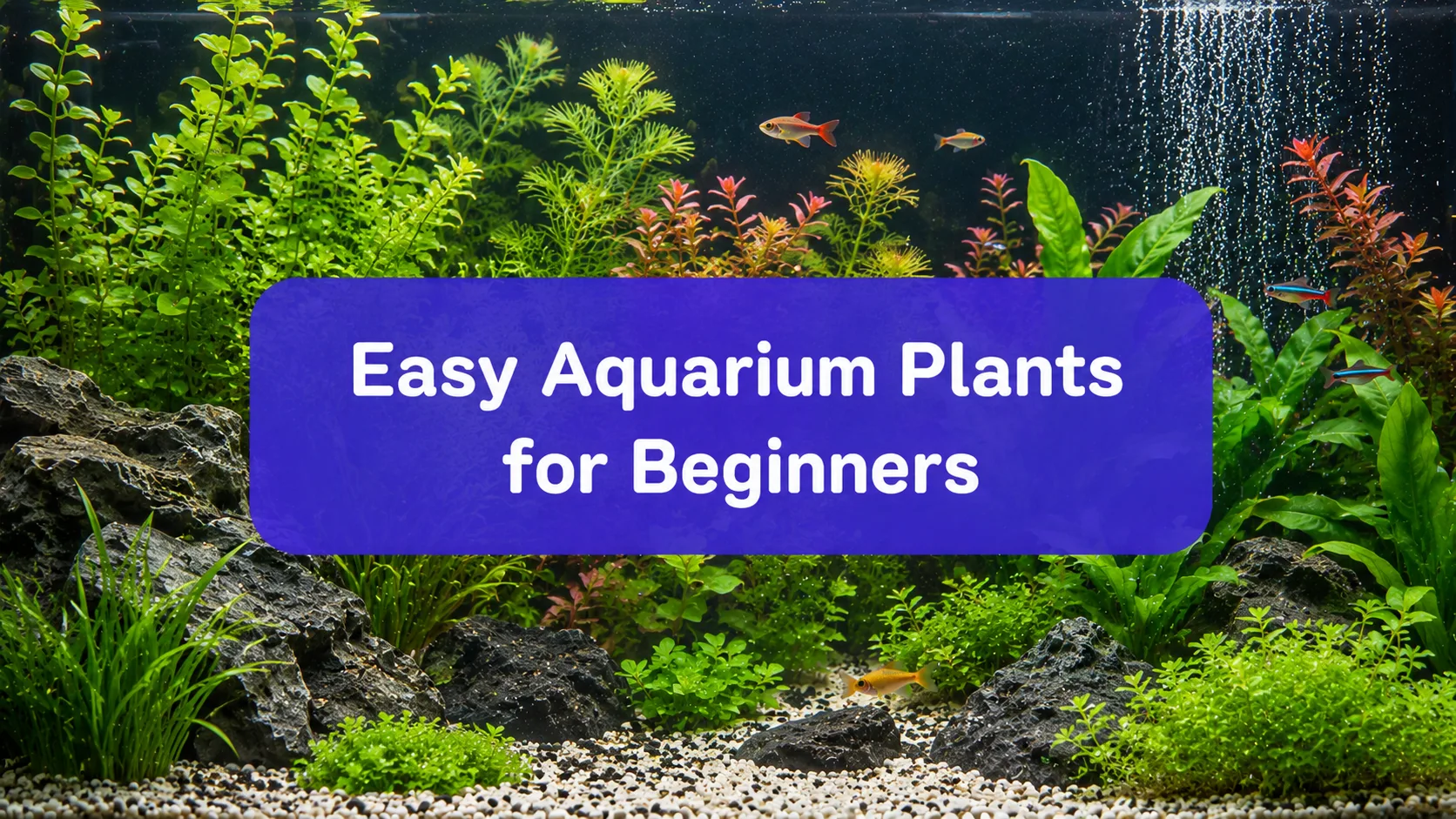 best aquarium plants for beginners