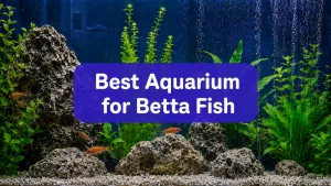 Best Aquarium for Betta Fish