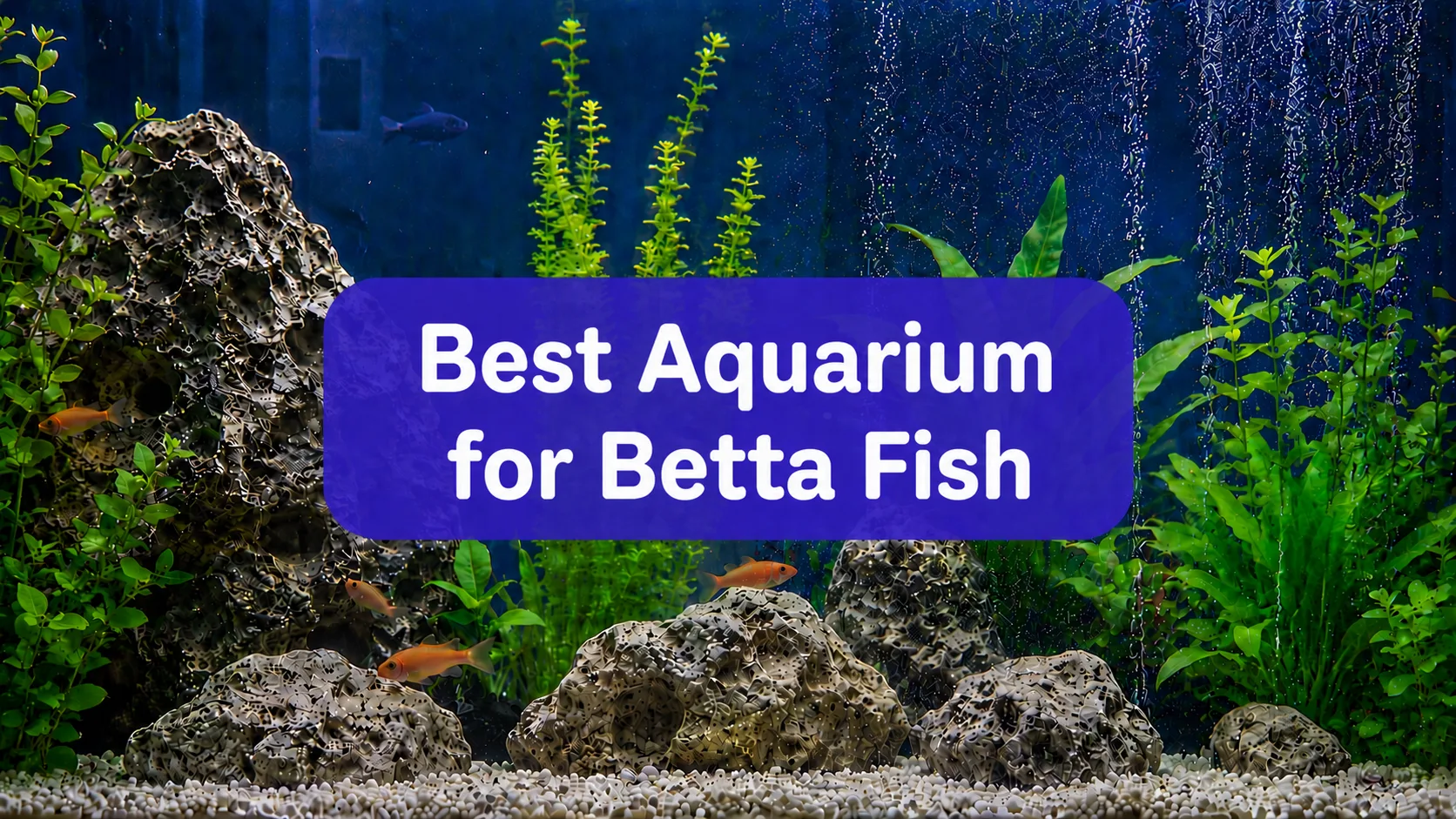 best betta fish tank