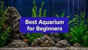 Best Aquarium for Beginners