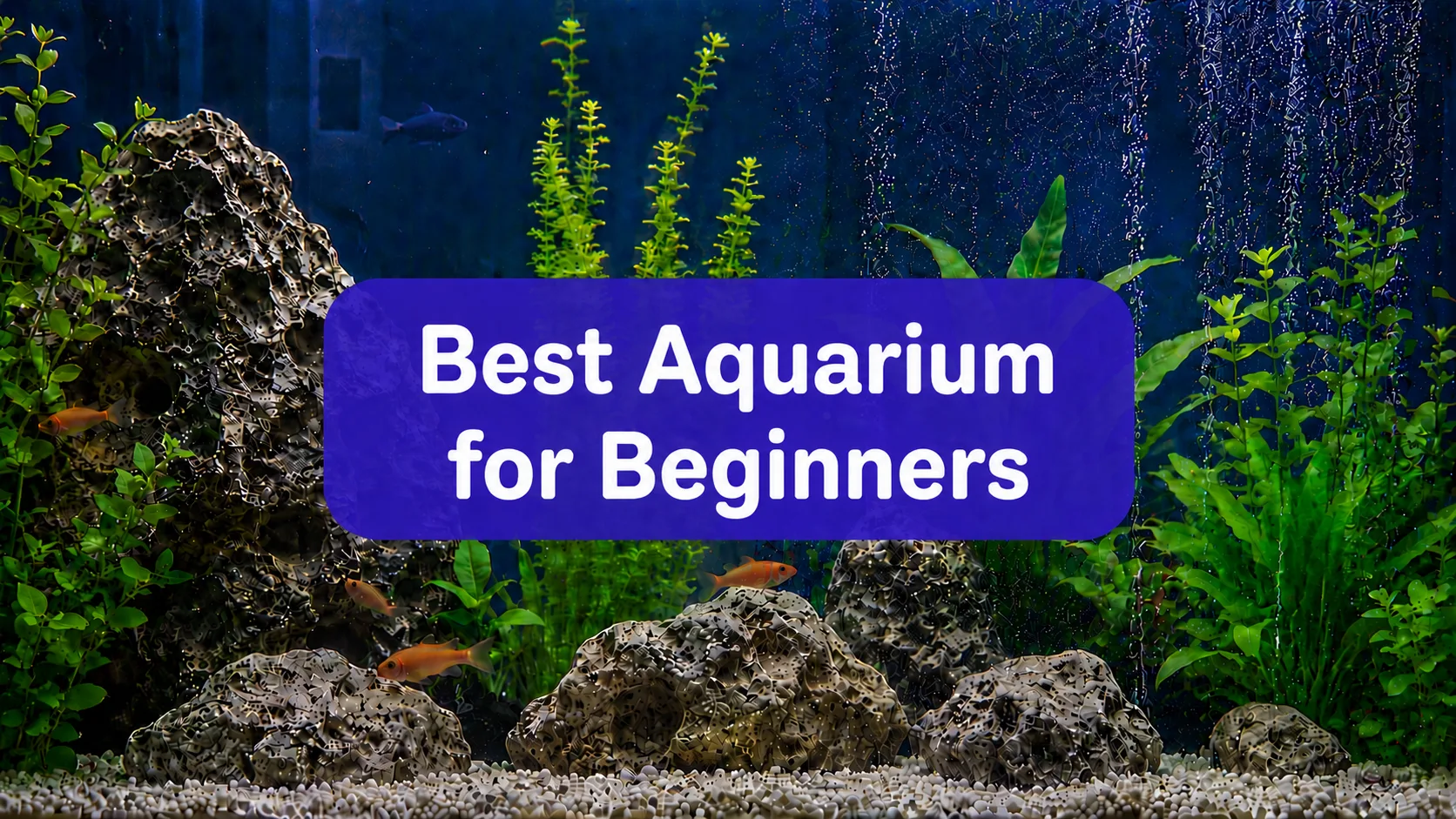 Best Fish Tank for Beginners