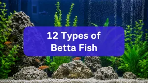 Betta Fish Types