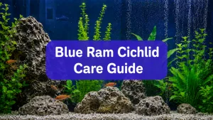 Blue Ram Cichlid Care: Tank, Water, Diet & Breeding