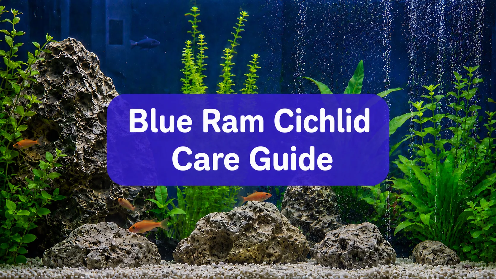 Blue Ram Cichlid Care