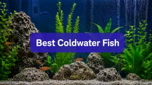 Coldwater Fish
