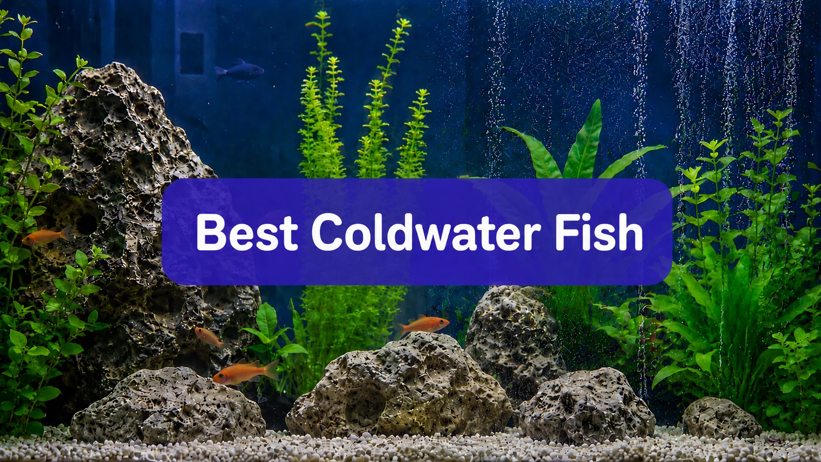 best coldwater fish for your aquarium