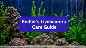Endlers Livebearers Care