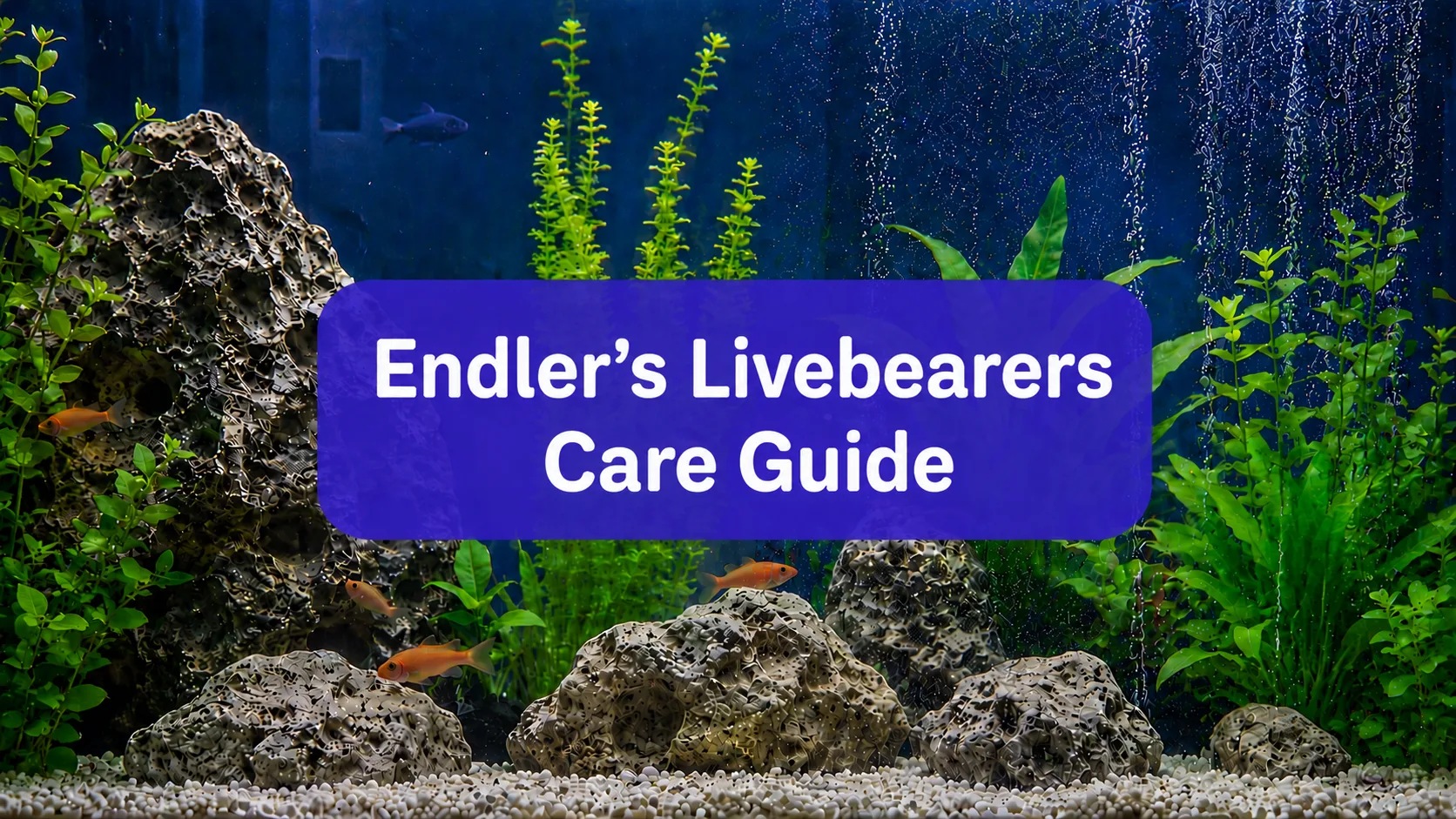 Endlers Livebearers Care Guide