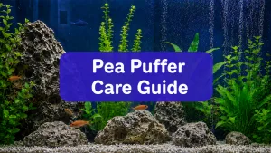 Pea Puffer Care
