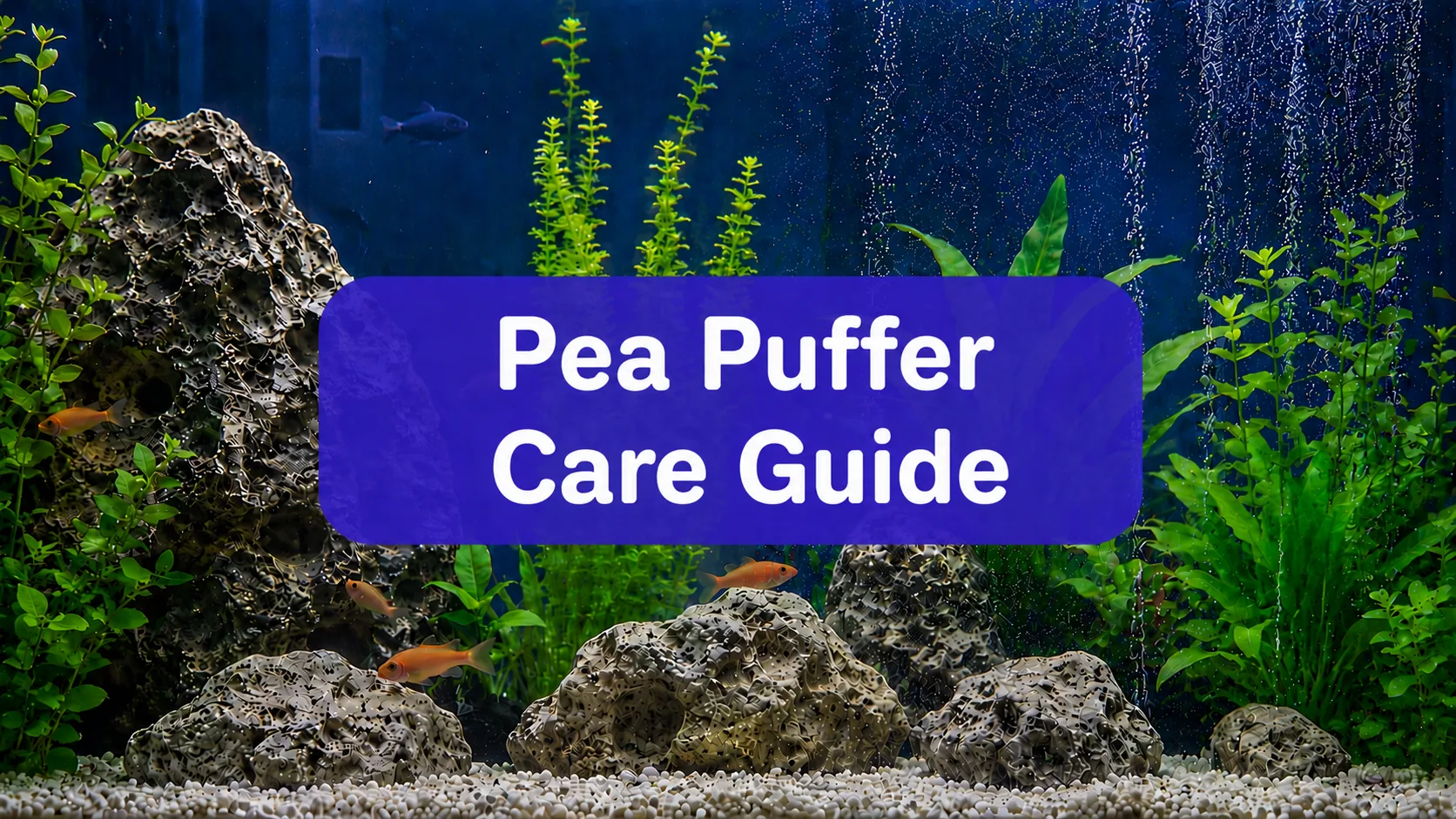 Pea Puffers Care