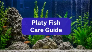 Platy Fish Care Guide for Beginners: Tank, Food & More