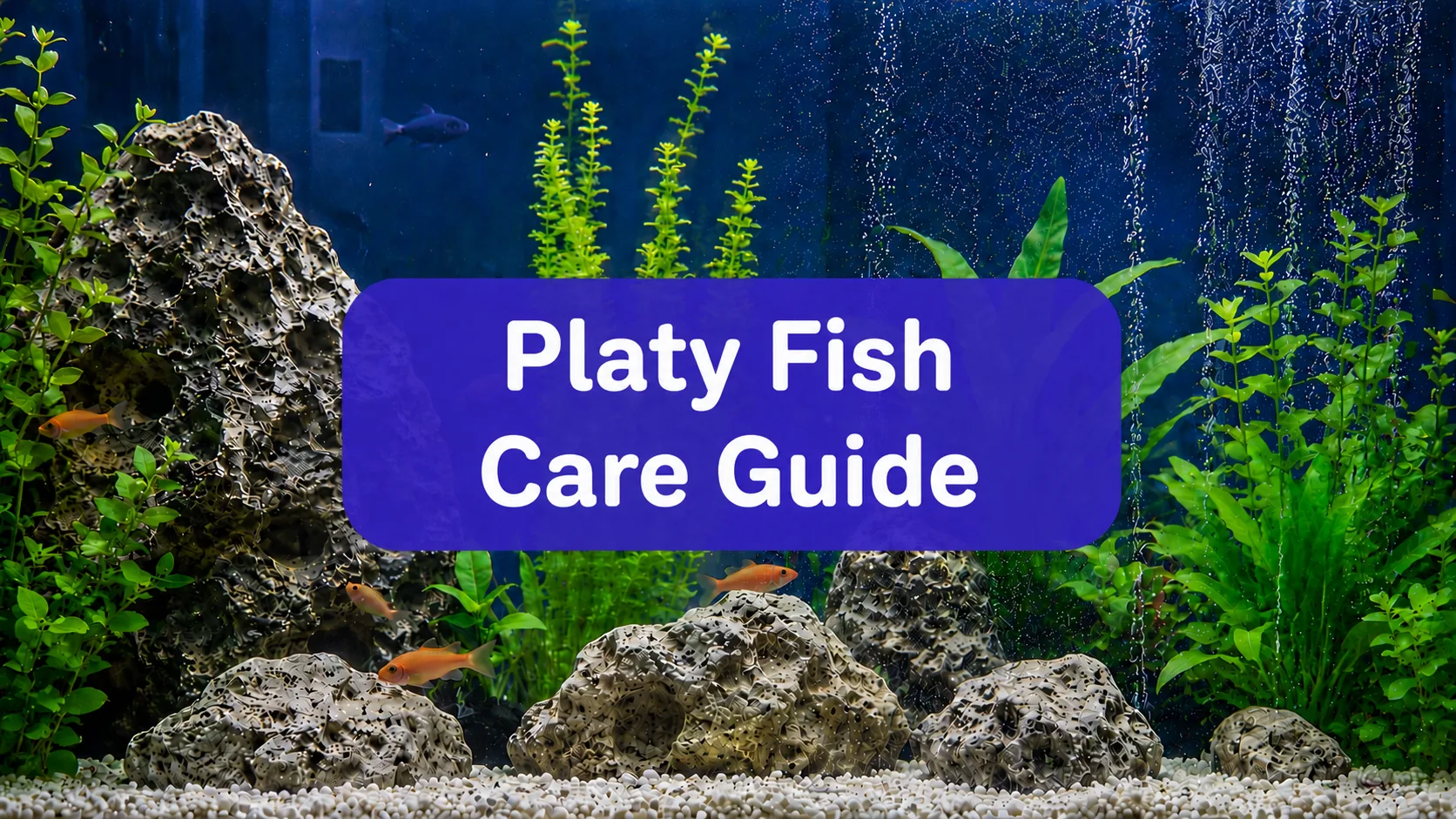 care guide for platy fish