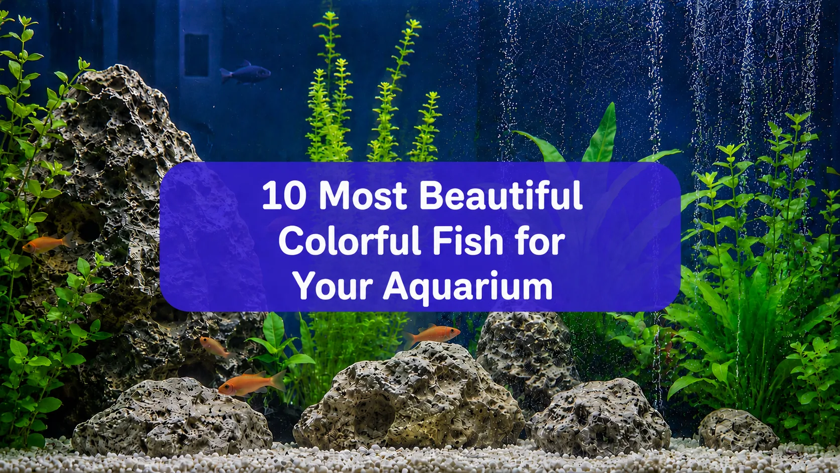 Colorful Fish