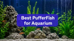 10 Best Puffer Fish for Freshwater and Brackish Aquariums