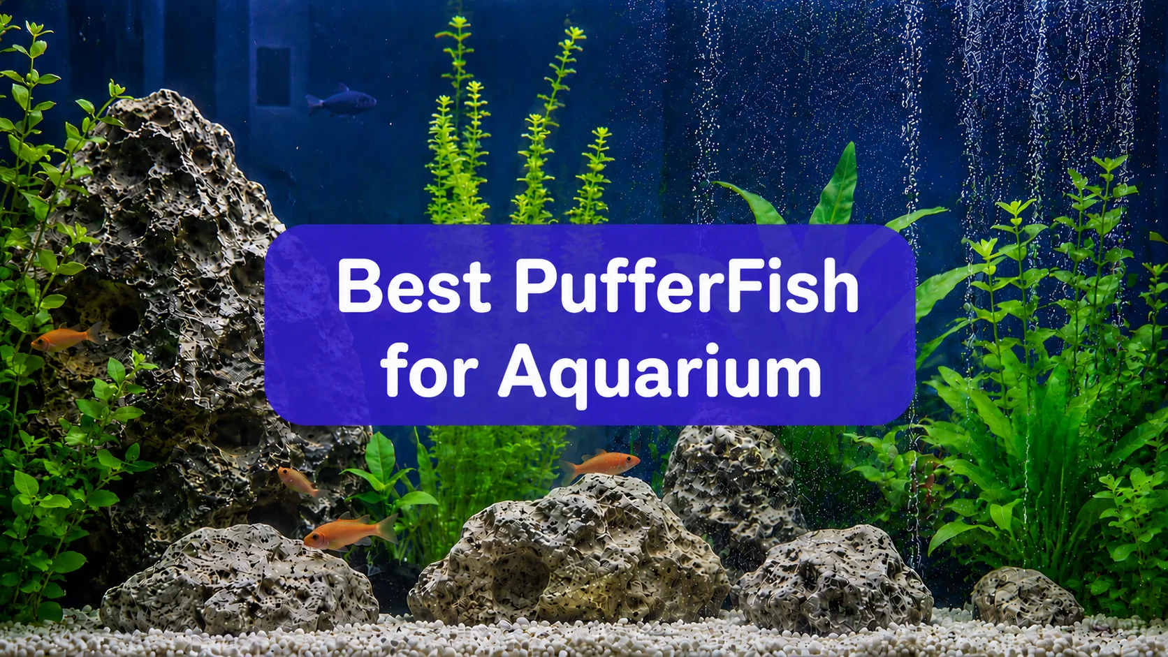 10 best puffer fish