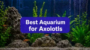 Fish Tank for Axolotls