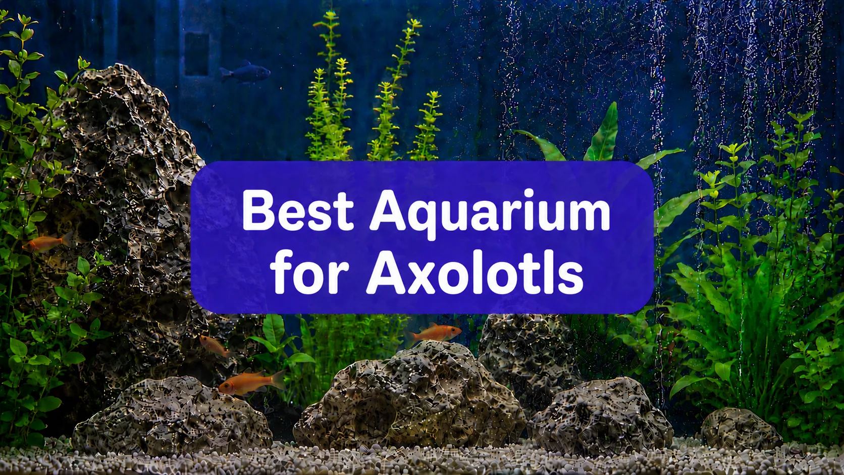 Aquarium for Axolotls