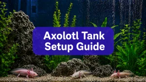 Axolotl Tank Setup