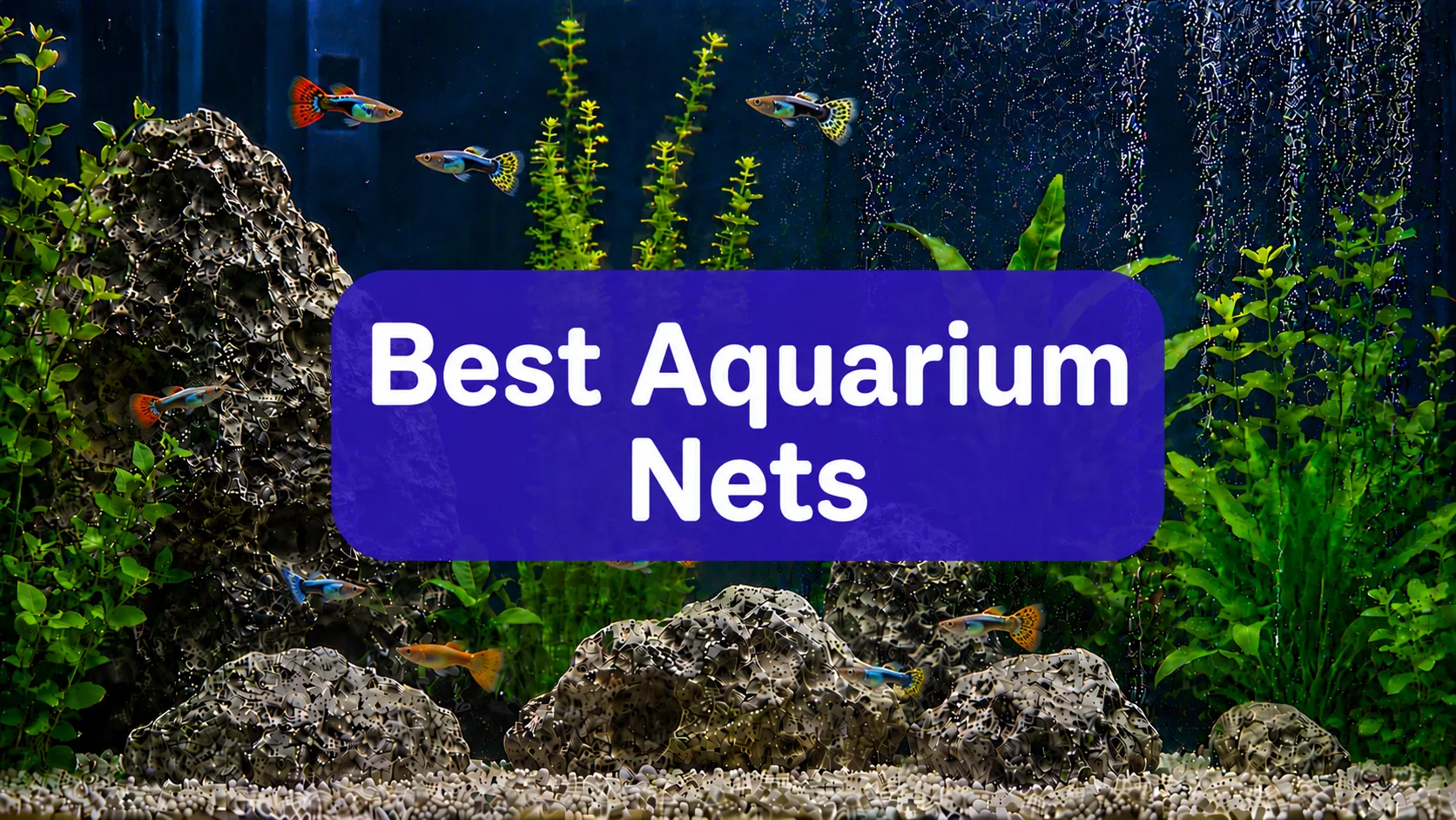 Best Aquarium Fish Nets