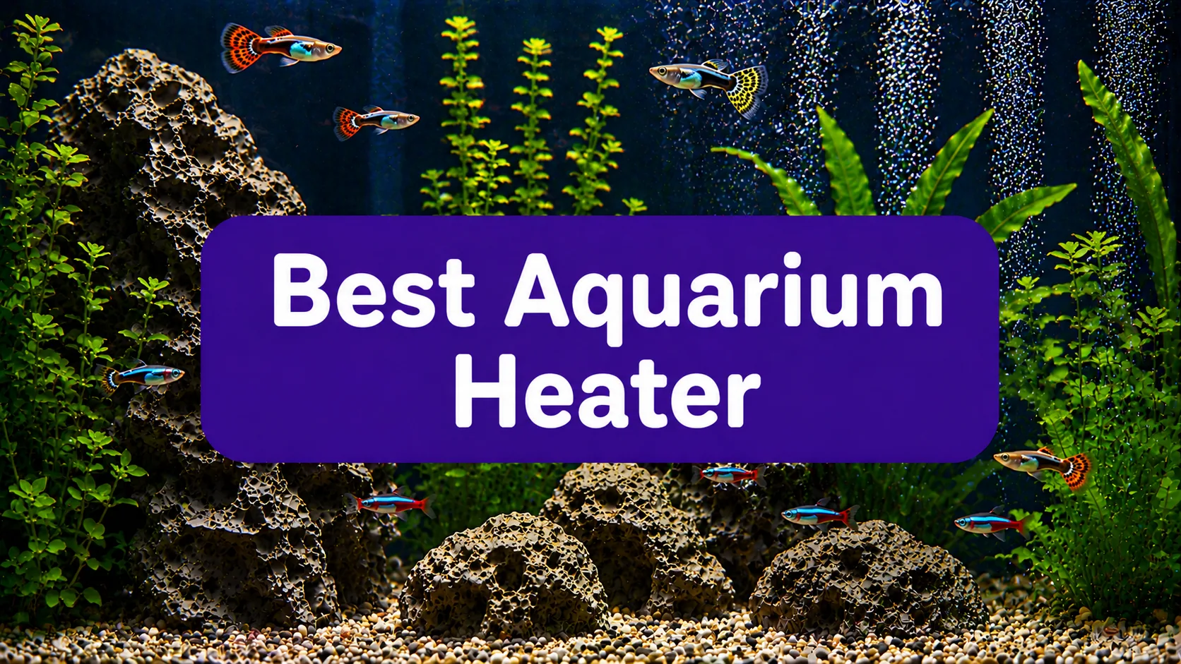 Best Fish Tank Heater