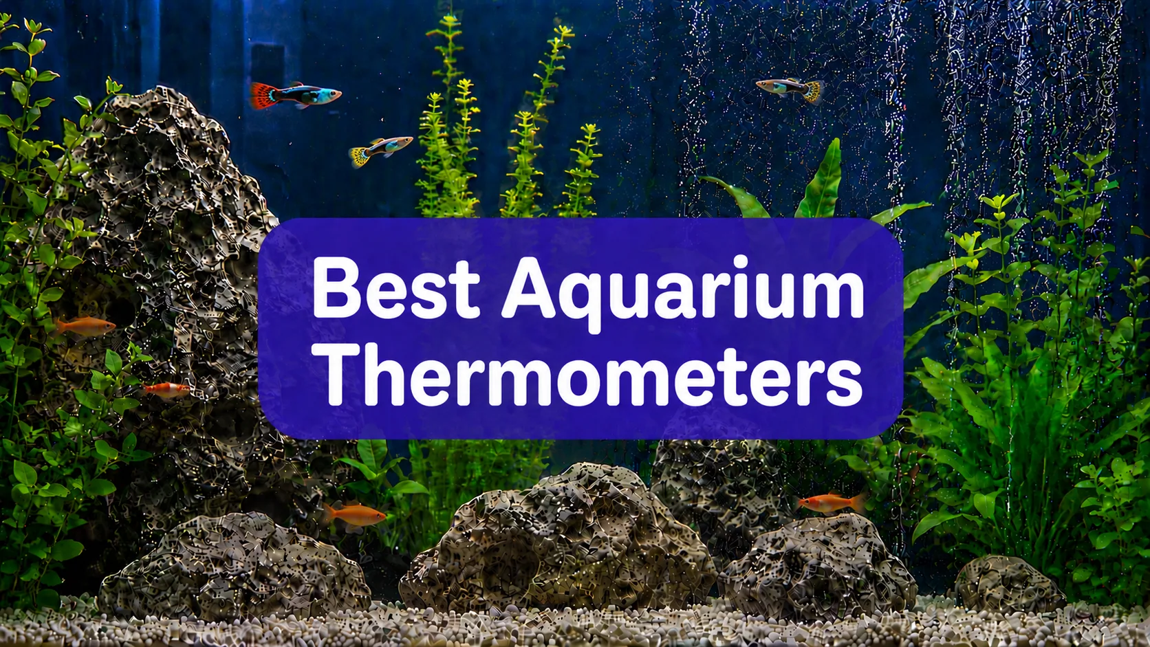 Best Aquarium Thermometers