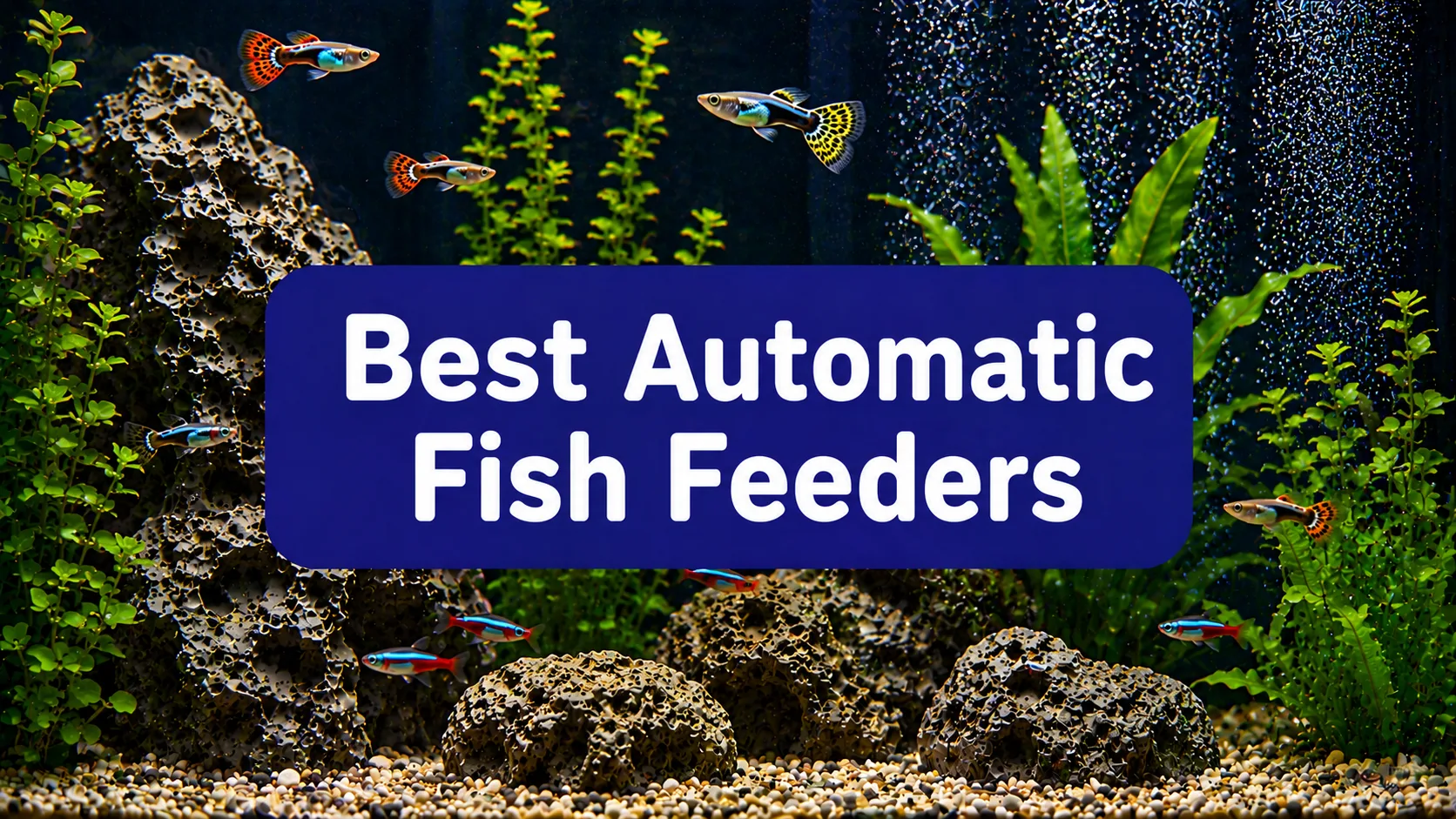 Best Automatic Fish Feeder for Aquarium