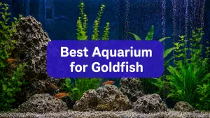 El mejor acuario para peces de colores