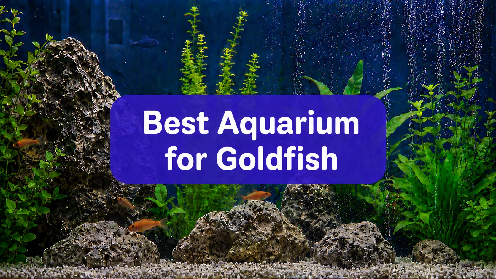 best aquarium for goldfish