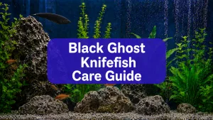 Black Ghost Knifefish
