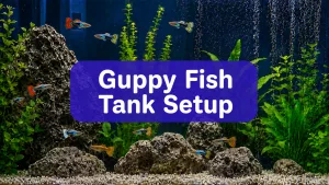 Mise en place d&rsquo;un aquarium pour guppys