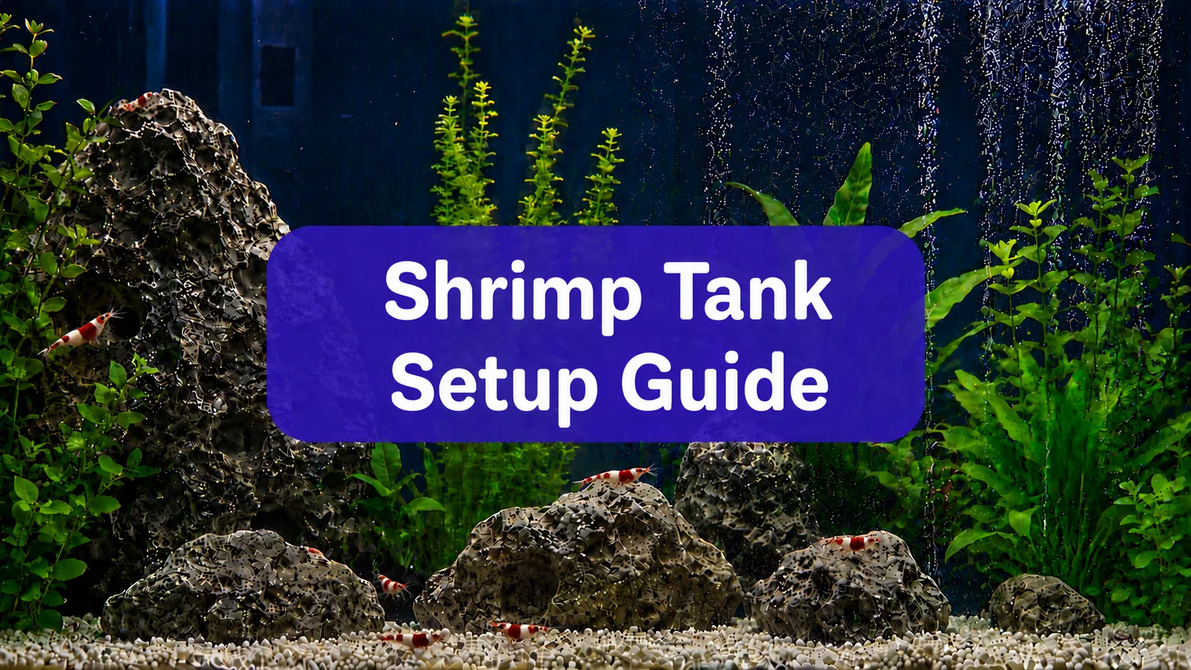 Shrimp Aquarium Setup