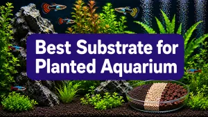 Best Substrate for Planted Aquarium