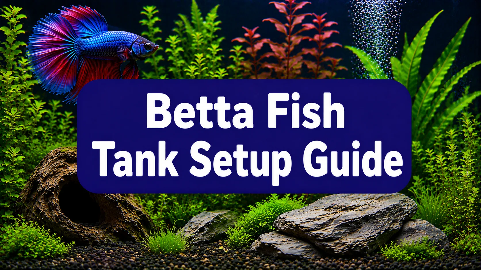 Betta Fish Aquarium Setup Guide